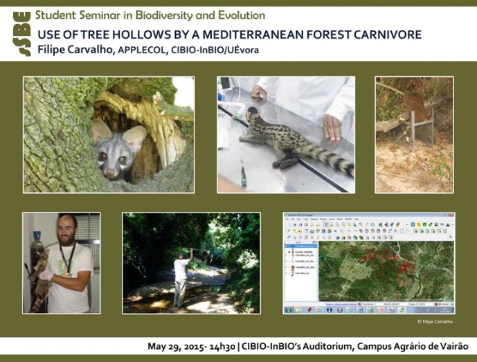 USE OF TREE HOLLOWS BY A MEDITERRANEAN FOREST CARNIVORE