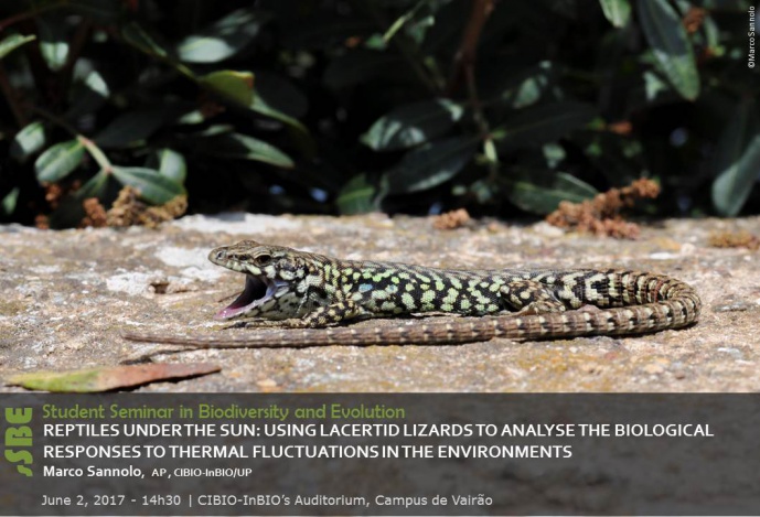 REPTILES UNDER THE SUN: USING LACERTID LIZARDS TO ANALYSE THE BIOLOGICAL RESPONSES TO THERMAL FLUCTUATIONS IN THE ENVIRONMENTS