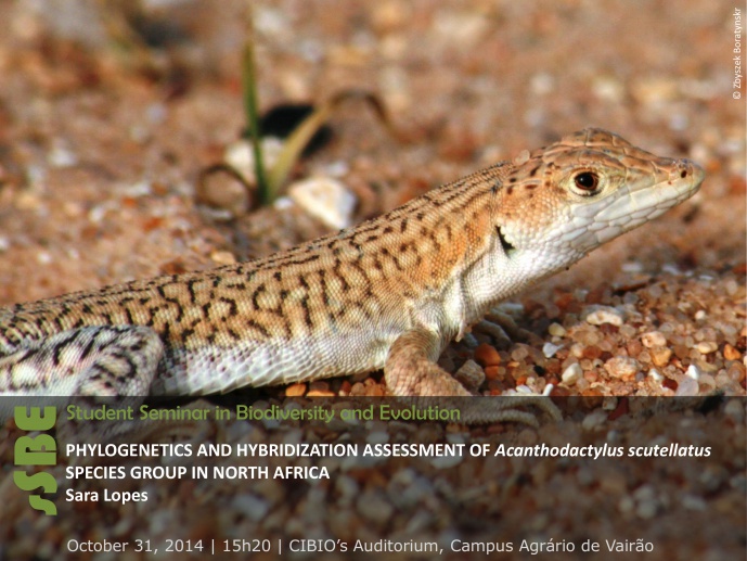 PHYLOGENETICS AND HYBRIDIZATION ASSESSMENT OF Acanthodactylus scutellatus SPECIES GROUP IN NORTH AFRICA