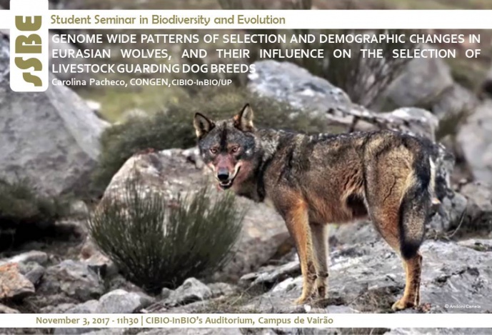 GENOME WIDE PATTERNS OF SELECTION AND DEMOGRAPHIC CHANGES IN EURASIAN WOLVES, AND THEIR INFLUENCE ON THE SELECTION OF LIVESTOCK GUARDING DOG BREEDS