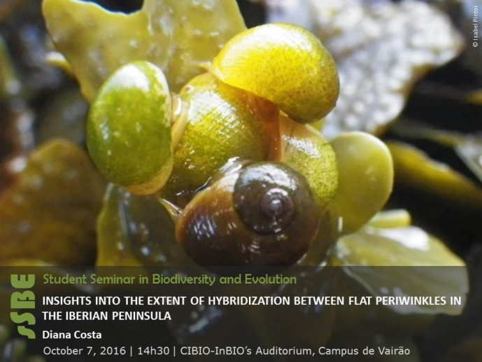 INSIGHTS INTO THE EXTENT OF HYBRIDIZATION BETWEEN FLAT PERIWINKLES IN THE IBERIAN PENINSULA
