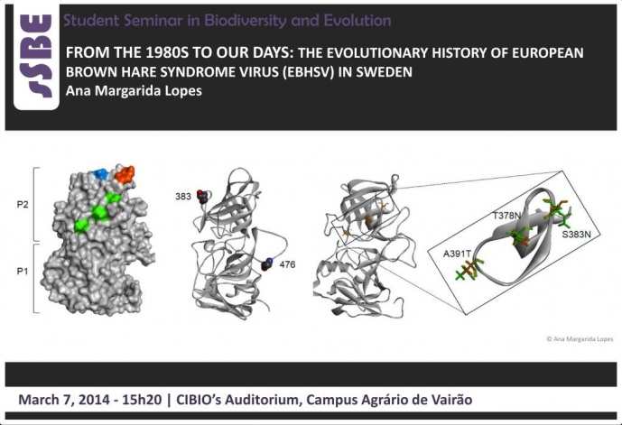 FROM THE 1980S TO OUR DAYS: THE EVOLUTIONARY HISTORY OF EUROPEAN BROWN HARE SYNDROME VIRUS (EBHSV) IN SWEDEN