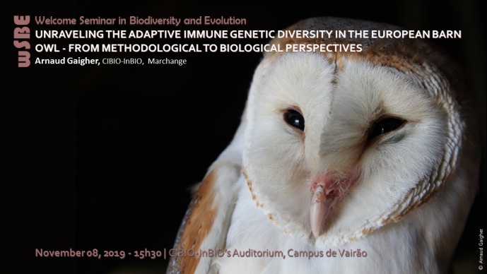 UNRAVELING THE ADAPTIVE IMMUNE GENETIC DIVERSITY IN THE EUROPEAN BARN OWL - FROM METHODOLOGICAL TO BIOLOGICAL PERSPECTIVES