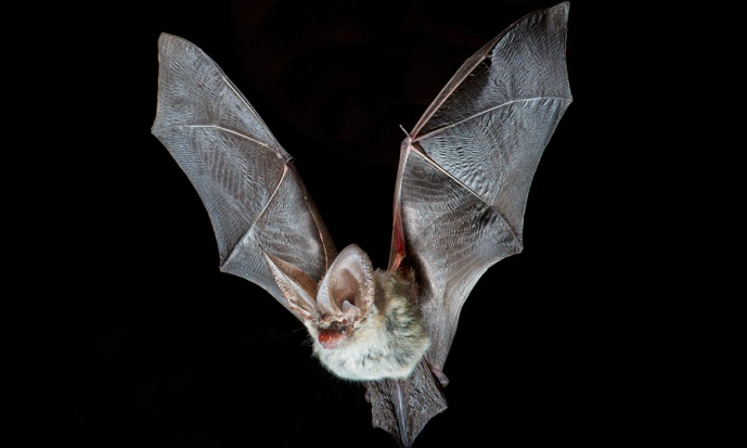 Climate change threatens the biodiversity hotspots of bats in Europe