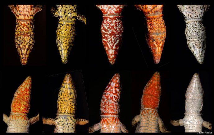 THE COLORS OF LIZARDS AND SEXUAL SELECTION