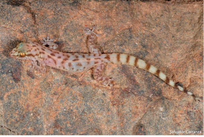 A new species of gecko described for Arabia