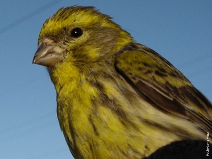 YELLOW COLORATION IN THE EUROPEAN SERIN