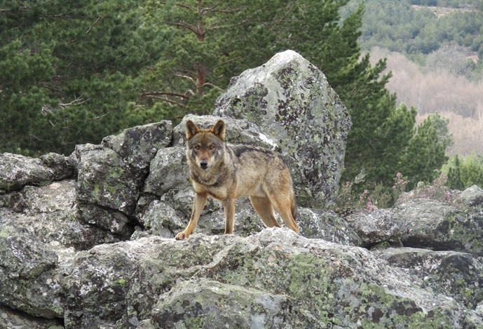 Perseguição do lobo ibérico reduz a sua diversidade genética