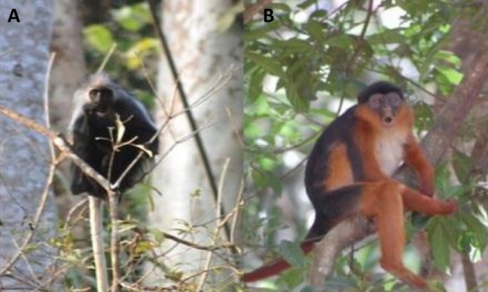 Guiné-Bissau DNA reveals ilegal bushmeat trading of 6 of the 10 extant primate species in the country