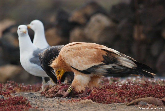 NEW STUDY ON SUPPLEMENTARY FEEDING AND ENDANGERED AVIAN SCAVENGERS ON THE COVER OF FRONTIERS IN ECOLOGY AND THE ENVIRONMENT