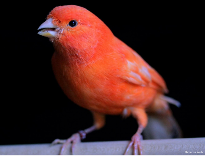 Porque é que existem aves vermelhas?