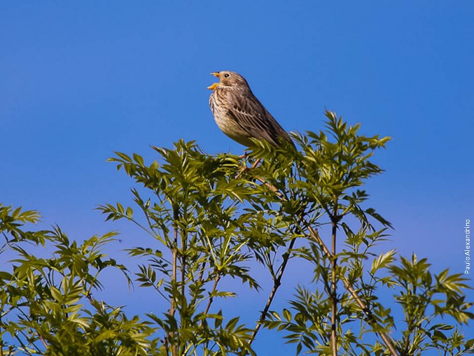 STAYING ALIVE - BIRDS' SONGS PREDICT THEIR SURVIVAL IN CITIES