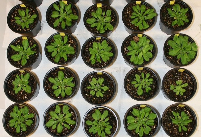 Investigadores descobrem o primeiro sensor de micronutrientes em plantas