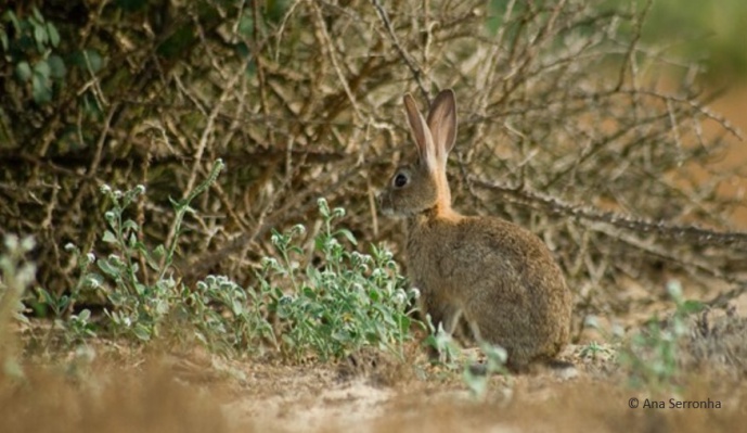 IS THERE STILL HOPE FOR THE EUROPEAN RABBIT?