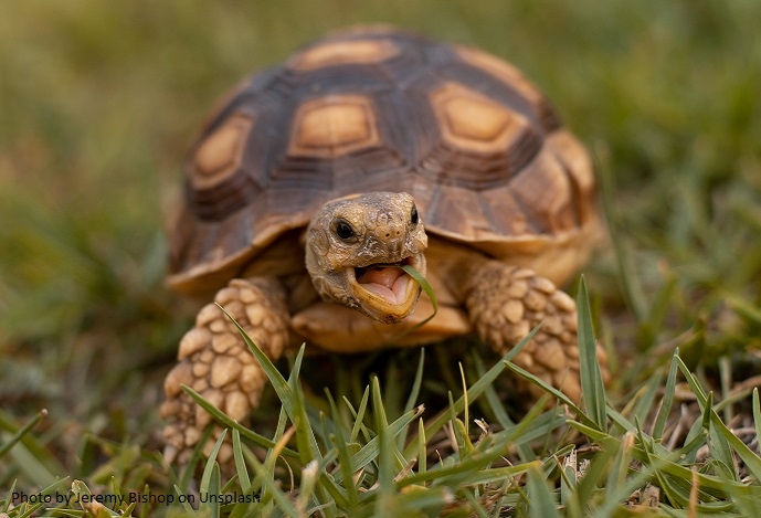 Can turtles escape senescence?