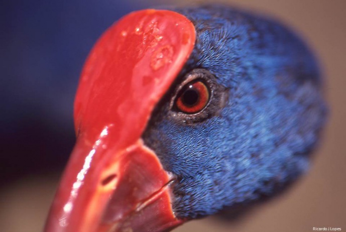 HUMANS AND PURPLE SWAMPHENS – A VOYAGE THROUGH TIME