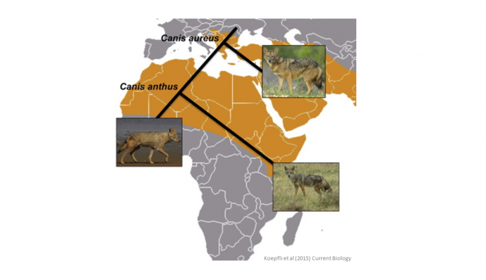 GENOMIC DATA PROVIDE EVIDENCE THAT AFRICAN AND EURASIAN GOLDEN JACKALS ARE DISTINCT SPECIES