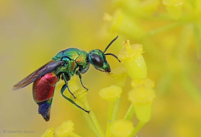 Investigadores descobrem duas novas espécies ibéricas de vespas-cuco para a ciência e adicionam 10 espécies à fauna de Portugal