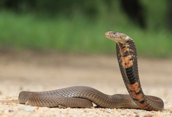 Serão os dentes das cobras mais importantes que o seu veneno?