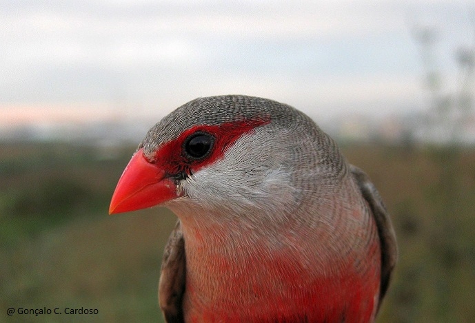 Novo estudo ajuda a compreender o dicromatismo sexual em aves