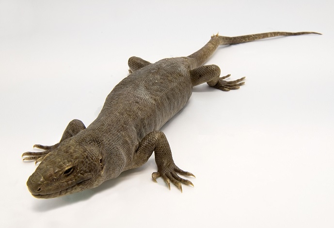 Estudo revela a dieta e causas de extinção do lagarto-gigante de Cabo Verde