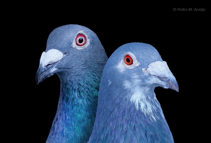 A new paper by researchers from CIBIO-InBIO unveils the genetic basis of eye colour variation in pigeons