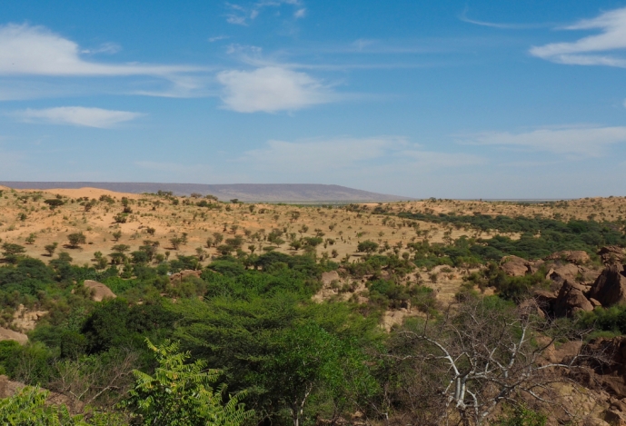 África: Grande Muralha Verde do Sahel coloca em risco a biodiversidade
