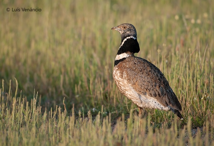 Investigadores alertam para o declínio das aves agrícolas em Portugal e apelam a uma ação imediata
