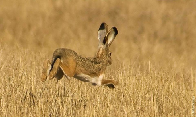 HARES, TURTLES, AND THE RACE TO UNRAVEL GENETIC DIVERSITY