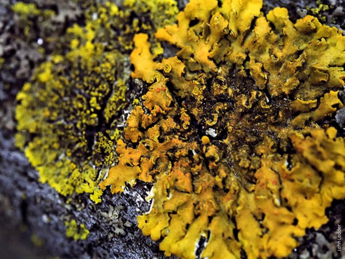 JOANA MARQUES’ ACTIVITIES WITH LICHENS GATHER THE ATTENTION OF KIDS AND GROWN UPS ALIKE