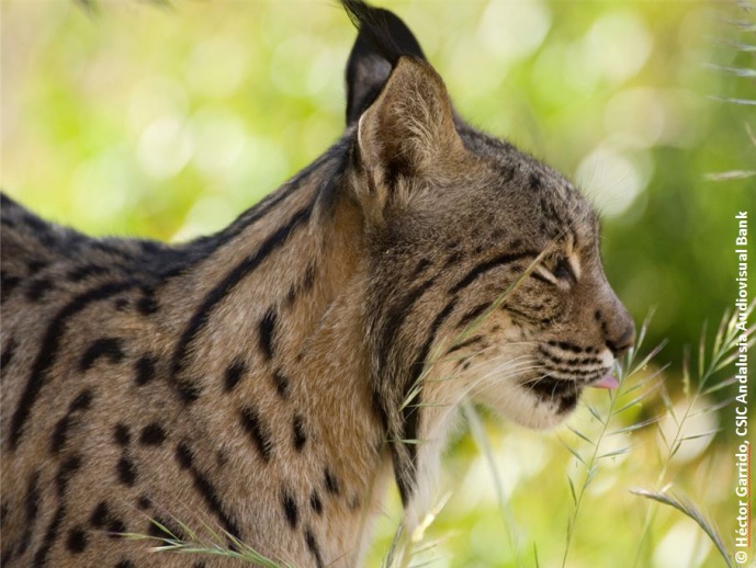 CLIMATE CHANGE CAN LEAD TO THE EXTINCTION OF THE IBERIAN LYNX, REGARDLESS OF EXISTING CONSERVATION EFFORTS