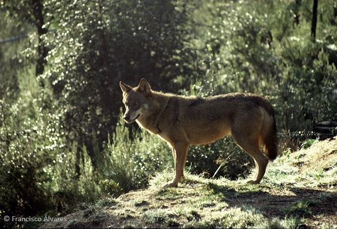 BIOPOLIS/CIBIO-InBIO contributes to the "rediscovery" of the Iberian wolf in Extremadura