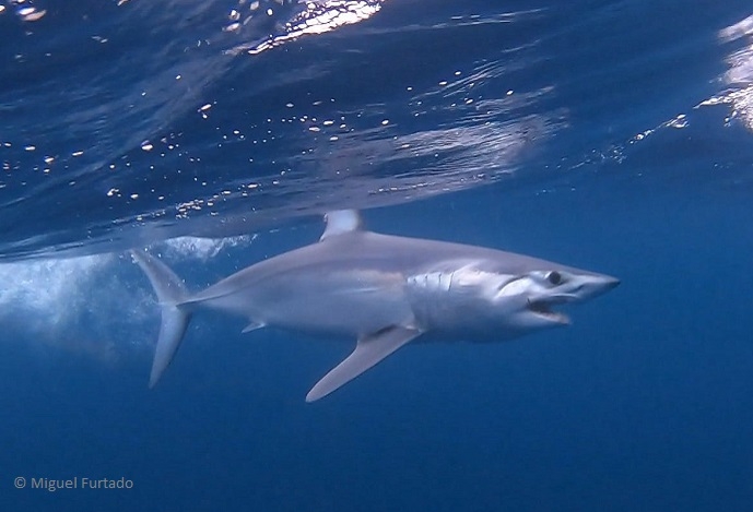 BIOPOLIS-CIBIO research on the impact of ocean deoxygenation on pelagic sharks featured in Science