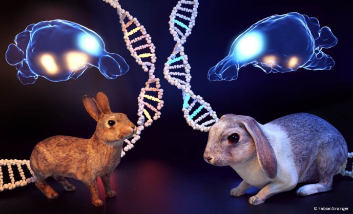 HOW DOMESTICATION CHANGED RABBITS' BRAIN