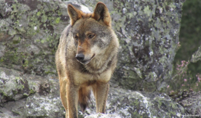 IBERIAN WOLVES DO NOT LEAVE THE REGION WHERE THEY WERE BORN