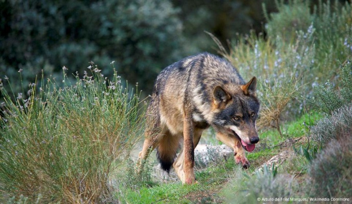 HOW DO IBERIAN WOLVES BEHAVE DURING THE BREEDING SEASON IN HIGHLY HUMAN-DOMINATED LANDSCAPES?