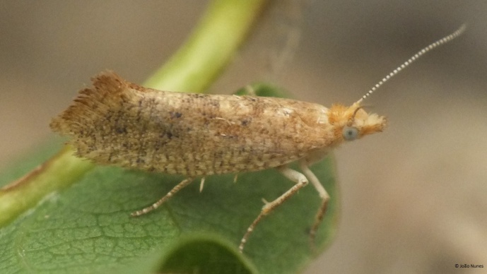 A NEW MOTH SPECIES IN PORTUGAL