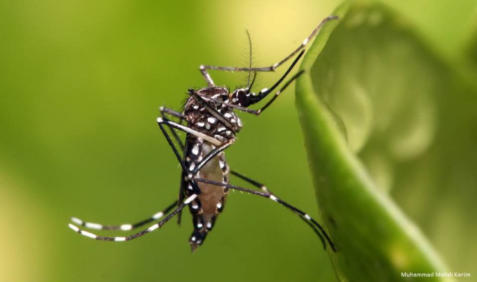 HOW TO PREDICT THE IMPACT OF WOLBACHIA BACTERIA ON DENGUE TRANSMISSION BY MOSQUITOES?