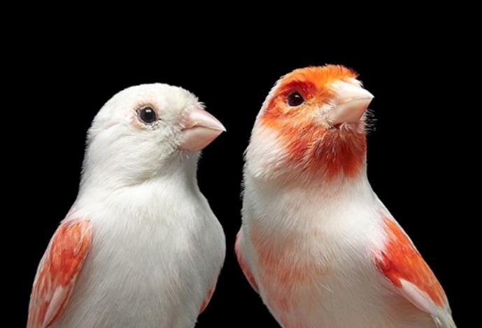 Investigadores portugueses descobrem gene responsável pelo dimorfismo sexual em aves e estudo é capa da prestigiada revista Science