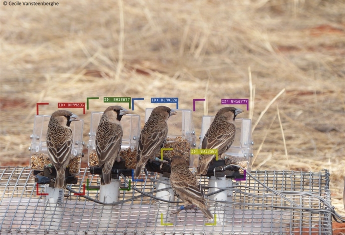 Researchers build first AI tool capable of identifying individual birds