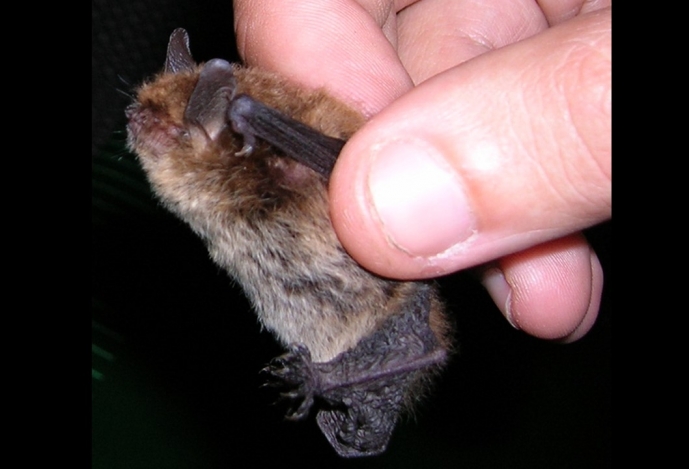 Nova espécie de morcego em Portugal
