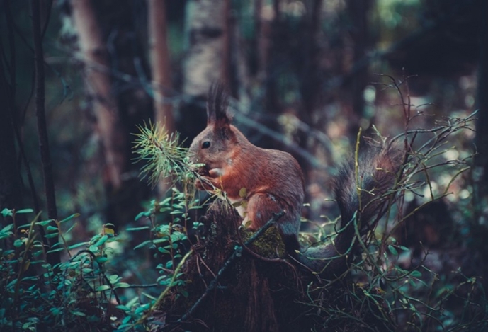 Adenovirus found in red squirrel in Portugal gains media attention