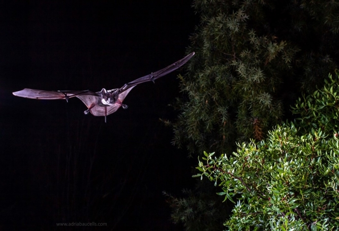 Morcegos exploram o relevo para voar mais rápido e percorrer longas distâncias