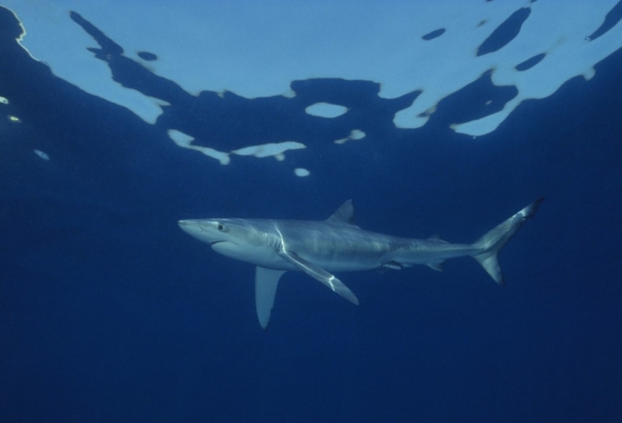 Tubarões sob pressão: a desoxigenação do oceano profundo empurra tubarões para a superfície