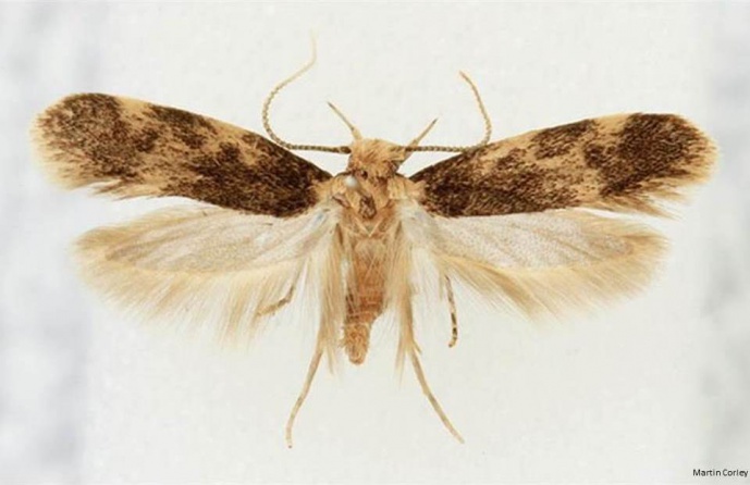 THERE IS A NEW EXOTIC MOTH IN PORTUGAL