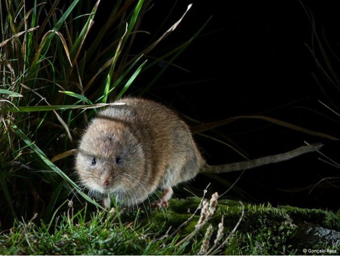 EUROPEAN SNOW VOLE IDENTIFIED FOR THE FIRST TIME IN PORTUGAL