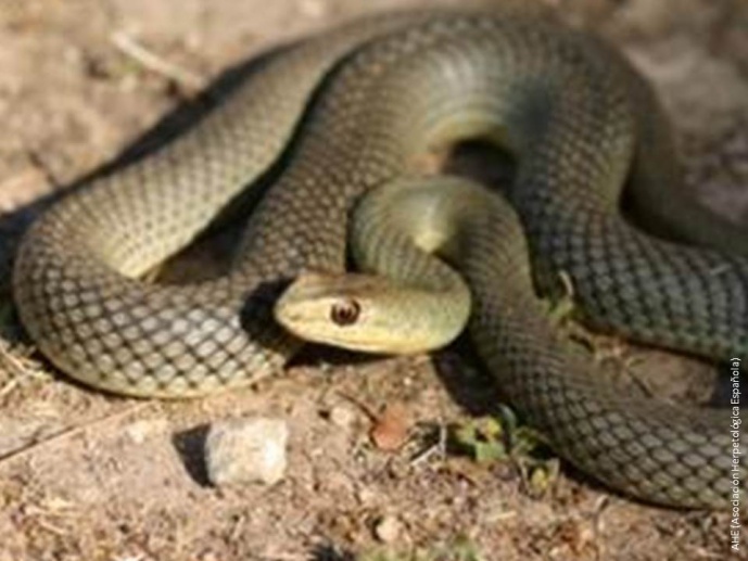 INVASIVE SNAKES IN THE BALEARIC ISLANDS