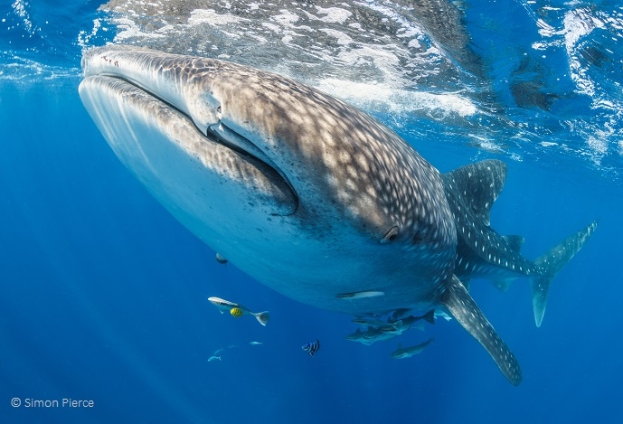 Endangered whale sharks face significant threat from shipping