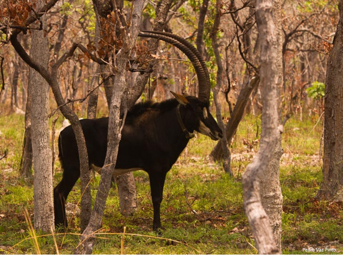 SPRINGER HIGHLIGHTS CIBIO-InBIO RESEARCHERS’ WORK ON THE GIANT SABLE ANTELOPE