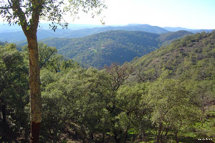 STUDY ON DYNAMICS OF MEDITERRANEAN OAK FORESTS HIGHLIGHTED BY THE EUROPEAN FOREST INSTITUTE